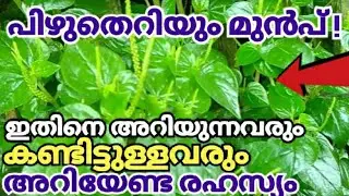 ഈ രഹസ്യം അറിഞ്ഞാൽ ഇത് പിഴുത് കളയില്ല|പാഴ്ചെടിയിലെ അത്ഭുതം Peperomia Pellucida Plant| Mashithandu