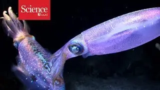 The secret to a squid&rsquo;s crystal clear underwater vision