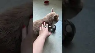 Cat core part 4  #funny
