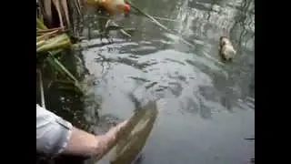 release trout 4.700 kg