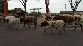 Fort Worth Stockyards Cattle Run