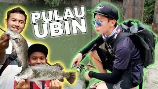 Mangrove Fishing for Barramundi at Pulau Ubin