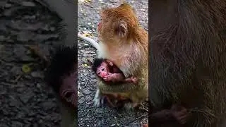 baby monkey emotional video  #babymonkey  #babyprimate  #babyanimal
