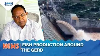 FISH PRODUCTION AROUND THE GERD