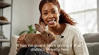 Rex Rabbit Facts You Didn&rsquo;t Know 🐰✨