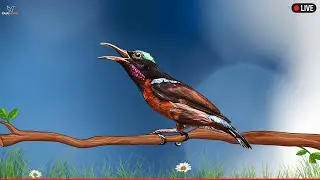 Relaxing Bird Sounds for Sleeping - Hummingbird Song Nature Sounds - Calming Birds Chirping Ambience