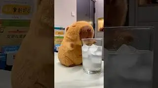 Although the capybara wants to drink, you shouldn't give her ice water! #capybara #health #cute
