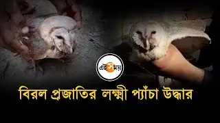 বিরল প্রজাতির লক্ষ্মী প্যাঁচা উদ্ধার | Rare Owl Rescue | Ei Samay