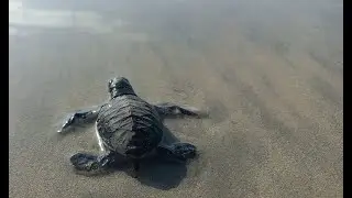 The sea turtle nesting season on Con Dao Island: Releases 150,000 baby sea turtles into the ocean