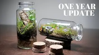 One Year Update - Miniature terrariums || Tiny moss terrascape update || Miniature terrarium update