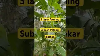 SubashPalekar 5 layer model