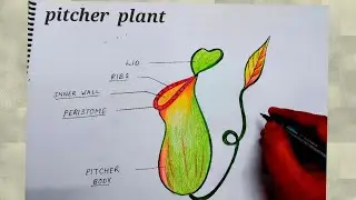 how to draw pitcher plant I how to draw pitcher plant easy I how to draw pitcher plant with colour