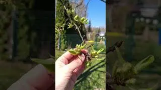 Дача в апреле, плюс 27 Калужская область. #дача #цветы #огород #garden #сад