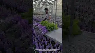 Pulling Matthiola Straight from the Roots