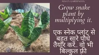 How to grow snake plant by multiplying method?