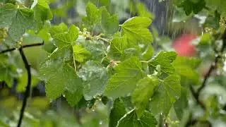 relaxing rain sounds for tree - relaxing sleeping music RV Creations 2022