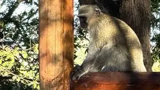 Karongwe Private Game Reserve