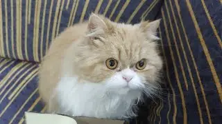 Coolest cat paper carton box 📦 ll New funniest animals vedio 2025