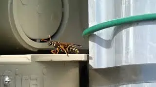 Queen Asian Paper Wasp Examines Switchboard for Suitable Nesting Site in Early Spring