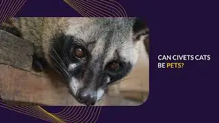 AFRICAN CIVET CAT AS PET