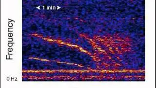 Unidentified Deep Sea Sounds - SlowDown (1X)