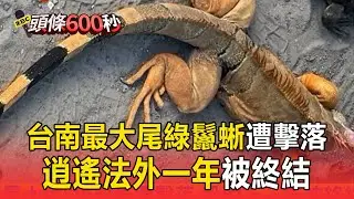 「台南最大尾」綠鬣蜥遭擊落！「逍遙法外一年」被終結【頭條600秒】