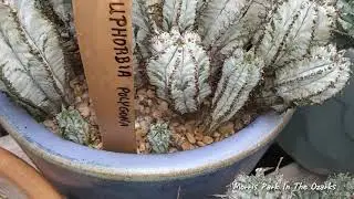 Presenting Euphorbia Polygona 