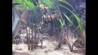Banggai cardinalfish, archerfish, native habitat sea grass setup.