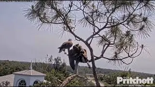 SWFL Eagles ~ What A Character! E22 Mantles Dad Wanting another Fish! 😊 Swoops An Anhinga! 5.6.23
