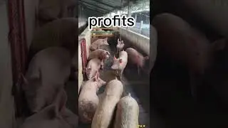January 22, 2026. #pigs #pigs #farming #excavator #pigs market#kubera_neutral_pig form