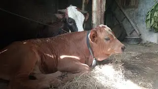DHAMEN/JERAMI MAKANAN ALTERNATIF UNTUK SAPI ‼️