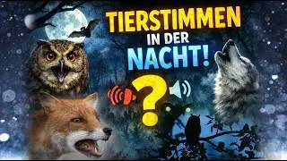Tierstimmen in der Nacht! Diese Geräusche musst du kennen