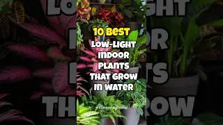 Best low light indoor plants that grow in water ✅