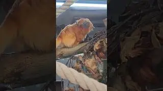 The Most Beautiful Little Monkey -   Golden Lion Tamarins