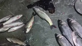 REWIND TIMELAPSE 4000 Days Harvest Lot of Big Fish Filled 5 Wheeled Truck Go To Market Sell