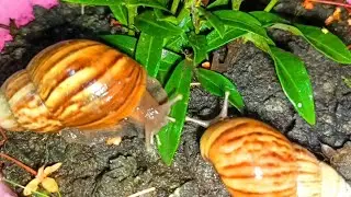 Nature's Slow-Motion Parade, Observing Snail Colonies on Their Arboreal Journey  #NatureDocumentary