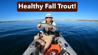 Healthy fall trout and chunky bass