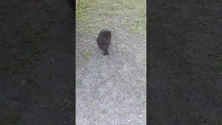 #obedientcat #catsofyoutube