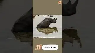 Песня про исчезающие виды животных ABC - Часть 1: от A до E - #поем и #учимся #abcd вместе