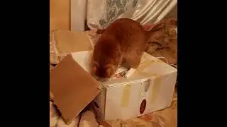 playful cat Marcel