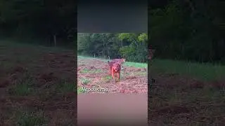 A dog escapes from the pursuit of wolves.