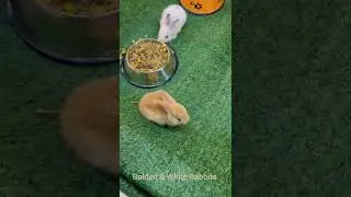 Rabbits, Cute Little Rabbits, Love with Rabbits #rabbit #animals #love #live #pakistan