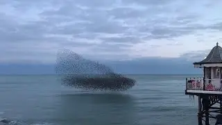 A Murmuration of Birds in Brighton || ViralHog