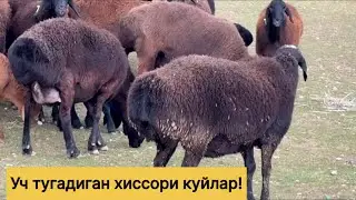 Уч тугадиган эгизчи куйлар! 883100698☎️ 955860040☎️ 919470799☎️