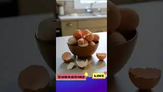 What will hatch #funny #cute #cat #zoo #shorts #funnymoments #eggs #chicken