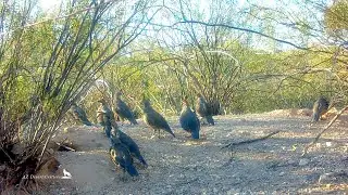Large Gambel's Quail family plays Simon Says