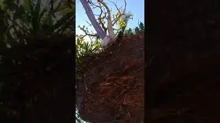 #bonsai Acerola suspensa para #poda de #ra&iacute;zes