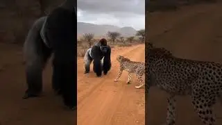 Raw Wildlife Interaction: No Music, Just Roars and Wind