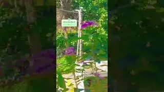 🌿How nature finds an interesting way of creating beauty!🦋| #butterfly #happyday #foryou #subscribe