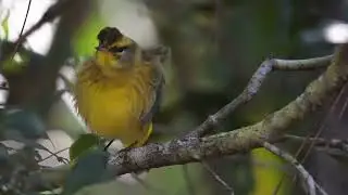 Winter visitor to Florida, palm warbler